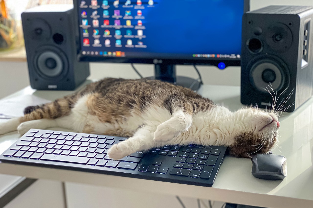 Cat on keyboard home office